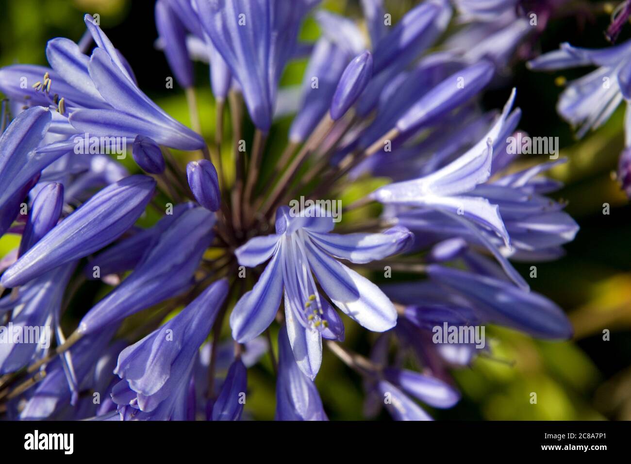 Agapanthus flower in the sunshine, Great Ocean Road, Victoria, Australia, Australasia Stock Photo