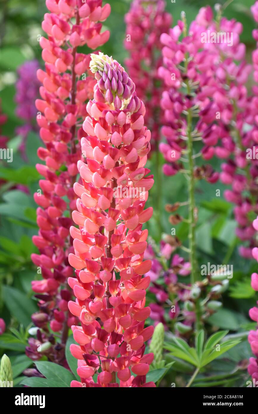 Beautiful two tone pink and orange flowers blooming. Stock Photo