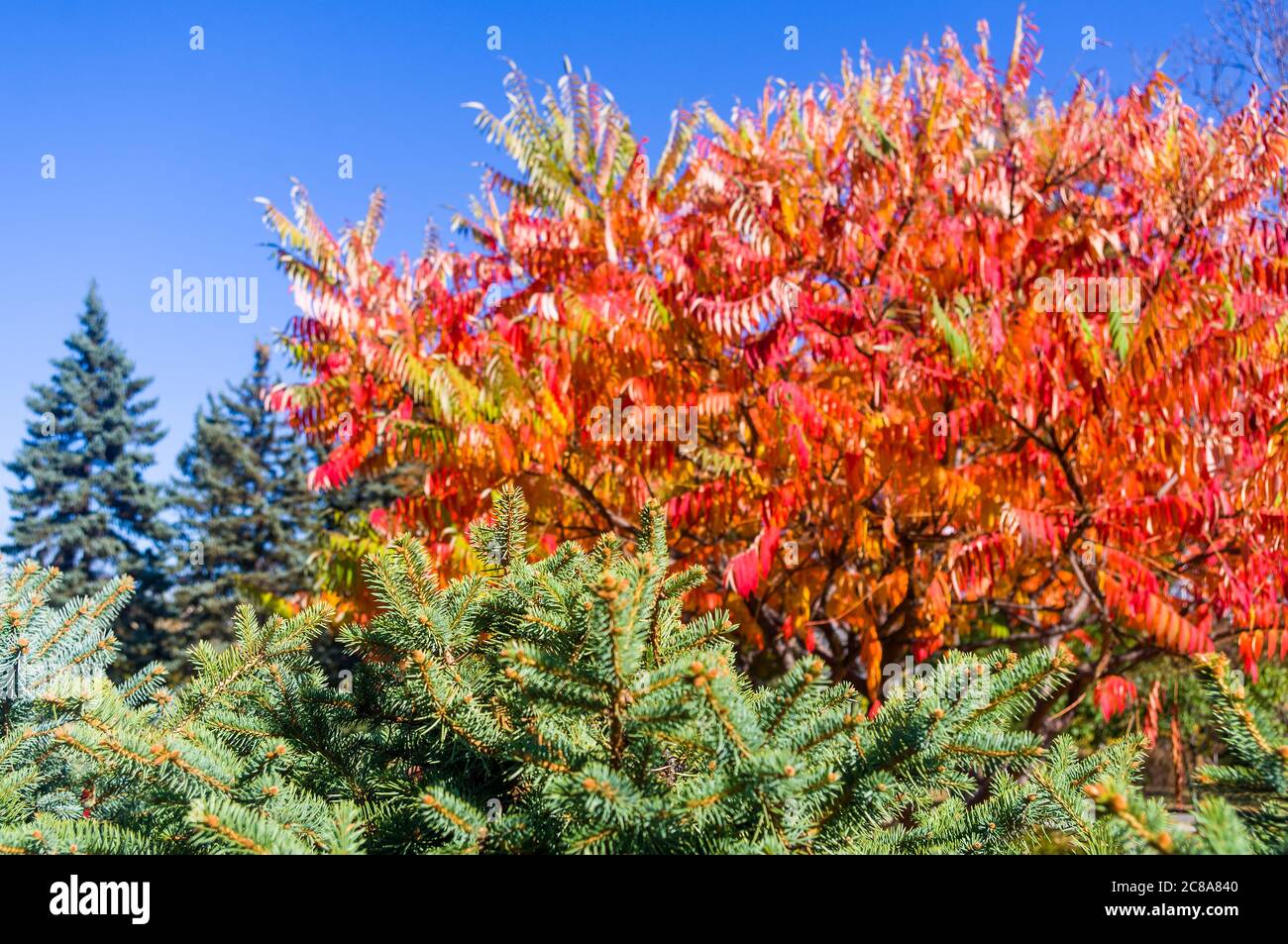 Autumn red and yellow colors of the Rhus typhina, Staghorn sumac