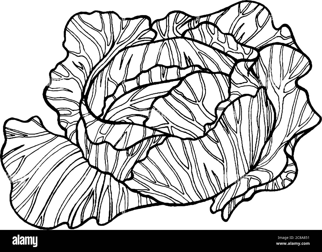 Cabbage black and white hand drawn illustration Stock Vector Image