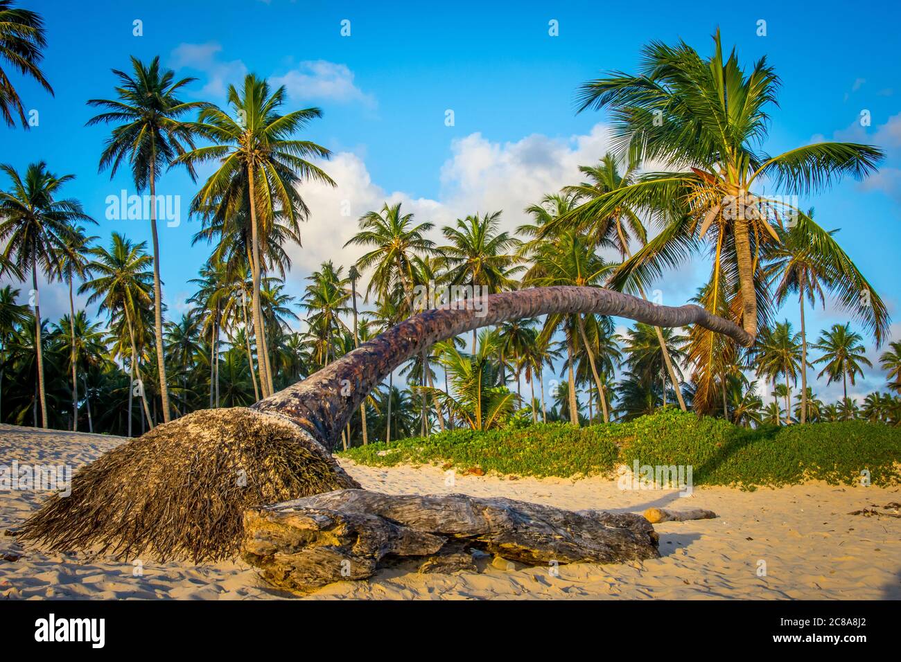 A large palm tree growing horizontally on the white sand beach, with a
