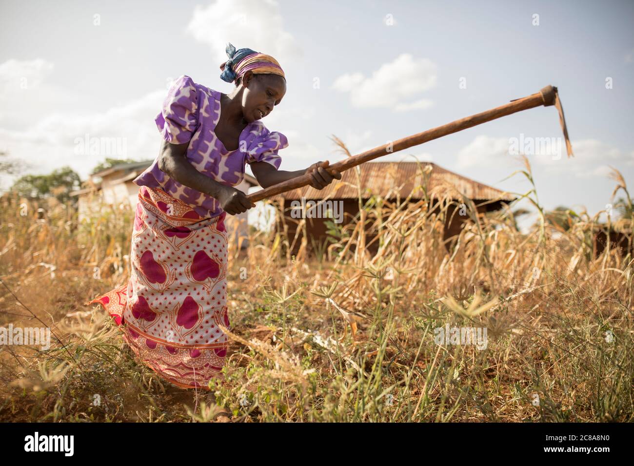 A woman works on her drought-stricken maize farm in Makueni County, Kenya, East Africa. Stock Photo