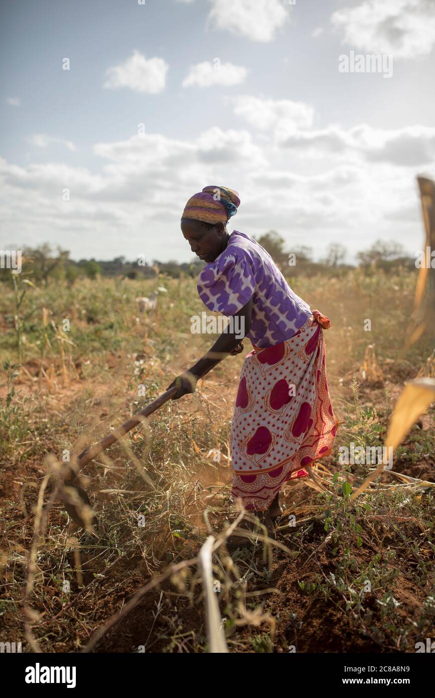 A woman works on her drought-stricken maize farm in Makueni County, Kenya, East Africa. Stock Photo