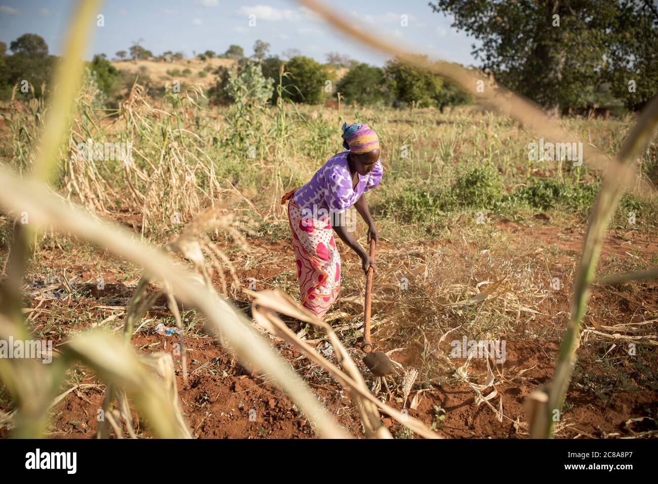 A woman works on her drought-stricken maize farm in Makueni County, Kenya, East Africa. Stock Photo