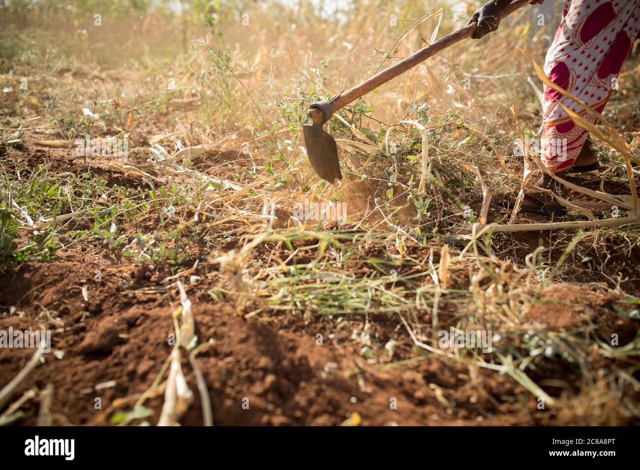 A woman works on her drought-stricken maize farm in Makueni County, Kenya, East Africa. Stock Photo