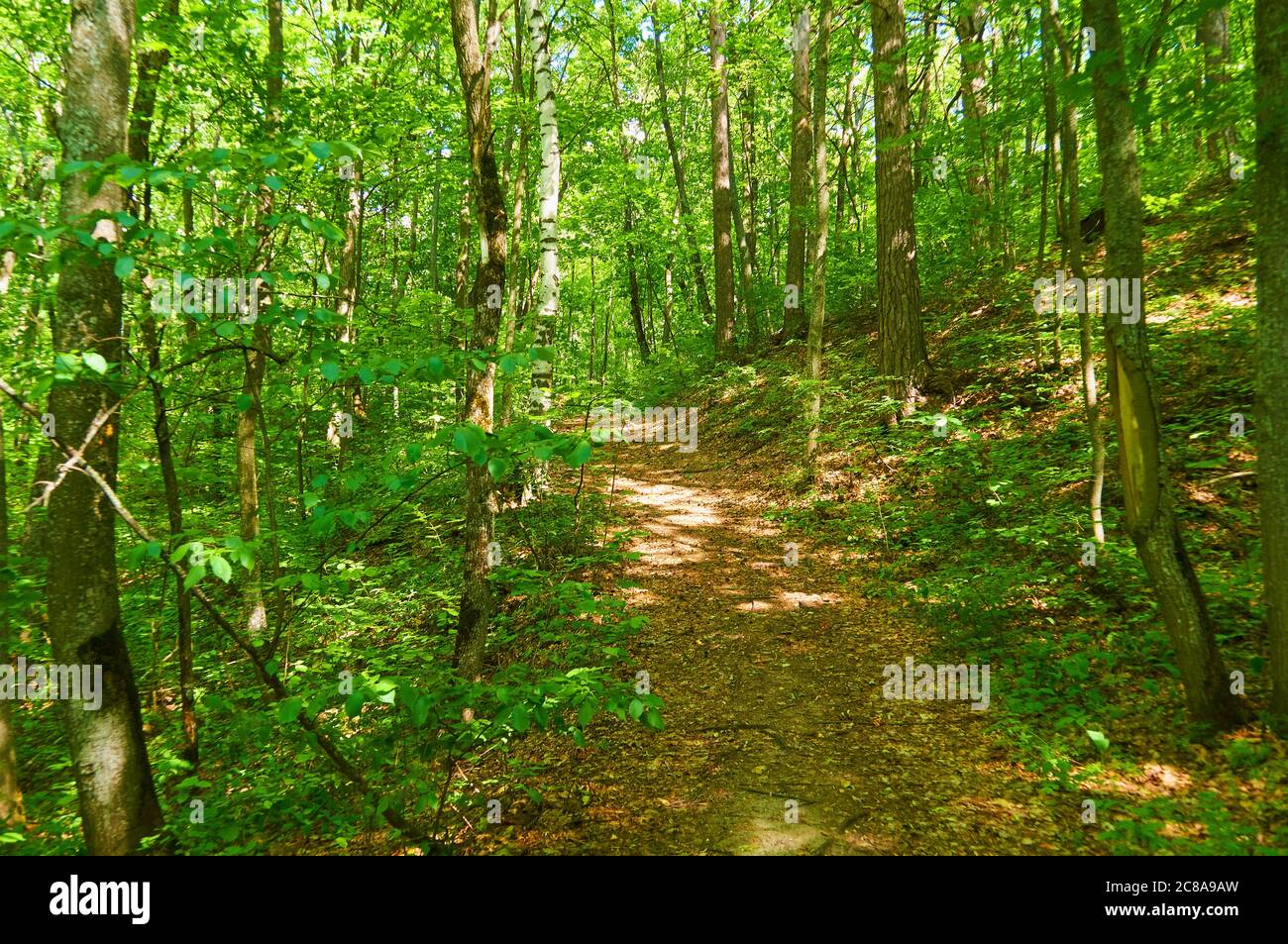 Hiking trails in the forest for jogging Stock Photo Alamy
