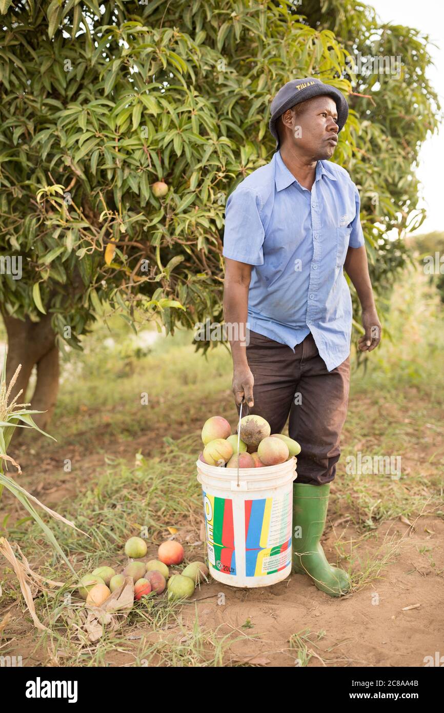 A farmer gathers mangoes he picked on his mango tree orchard in Makueni ...