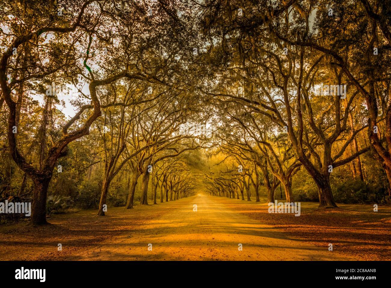 A stunning, long path lined with ancient live oak trees draped in ...