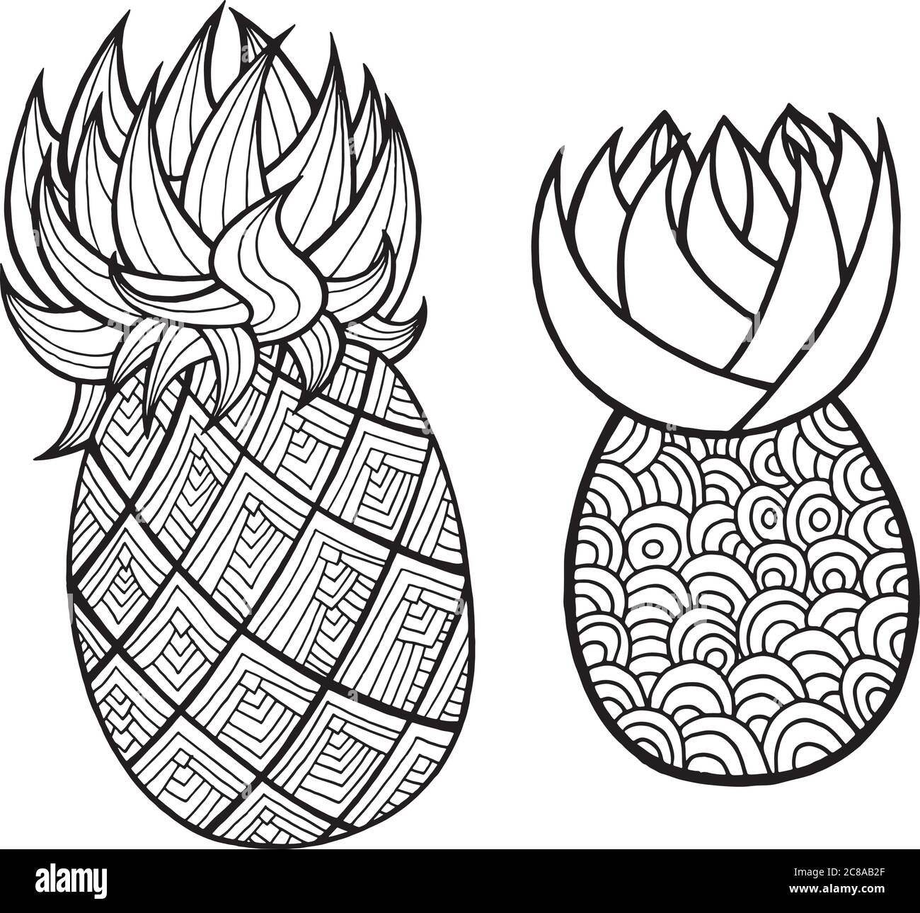 Pineapple And Ananas Coloring Page Graphic Vector Black And White Art For Coloring Books For Adults Tropical And Exotic Fruit Line Illustration Stock Vector Image Art Alamy