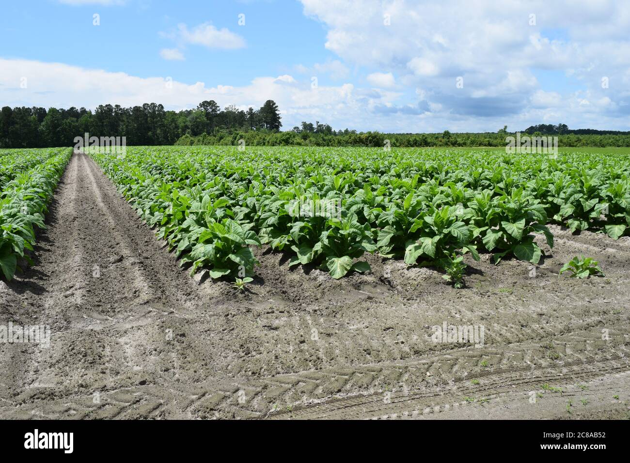 North Carolina Tobacco Crop for 2020 Stock Photo Alamy