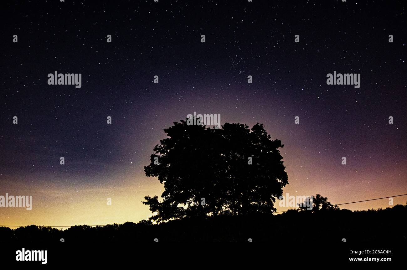 stars in the sky at night as background, silhouette of a tree in the ...