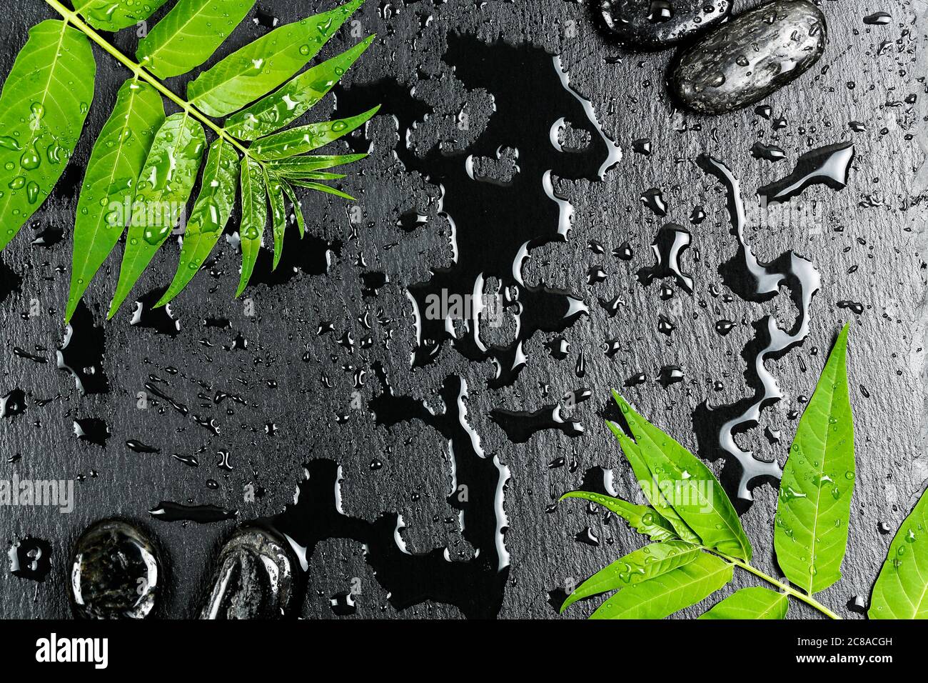 Green wet leaves hi-res stock photography and images - Alamy