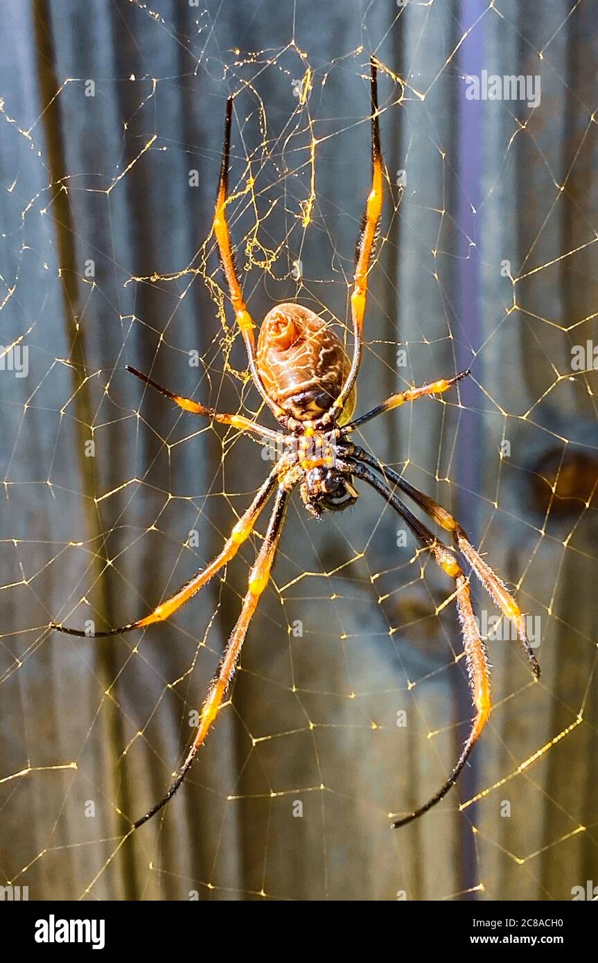 View of a female Golden Orb Web Spider, Trichonephila, Nephila plumipes, on a very large and strong vertical web found in Redcliffe, Queensland, Austr Stock Photo