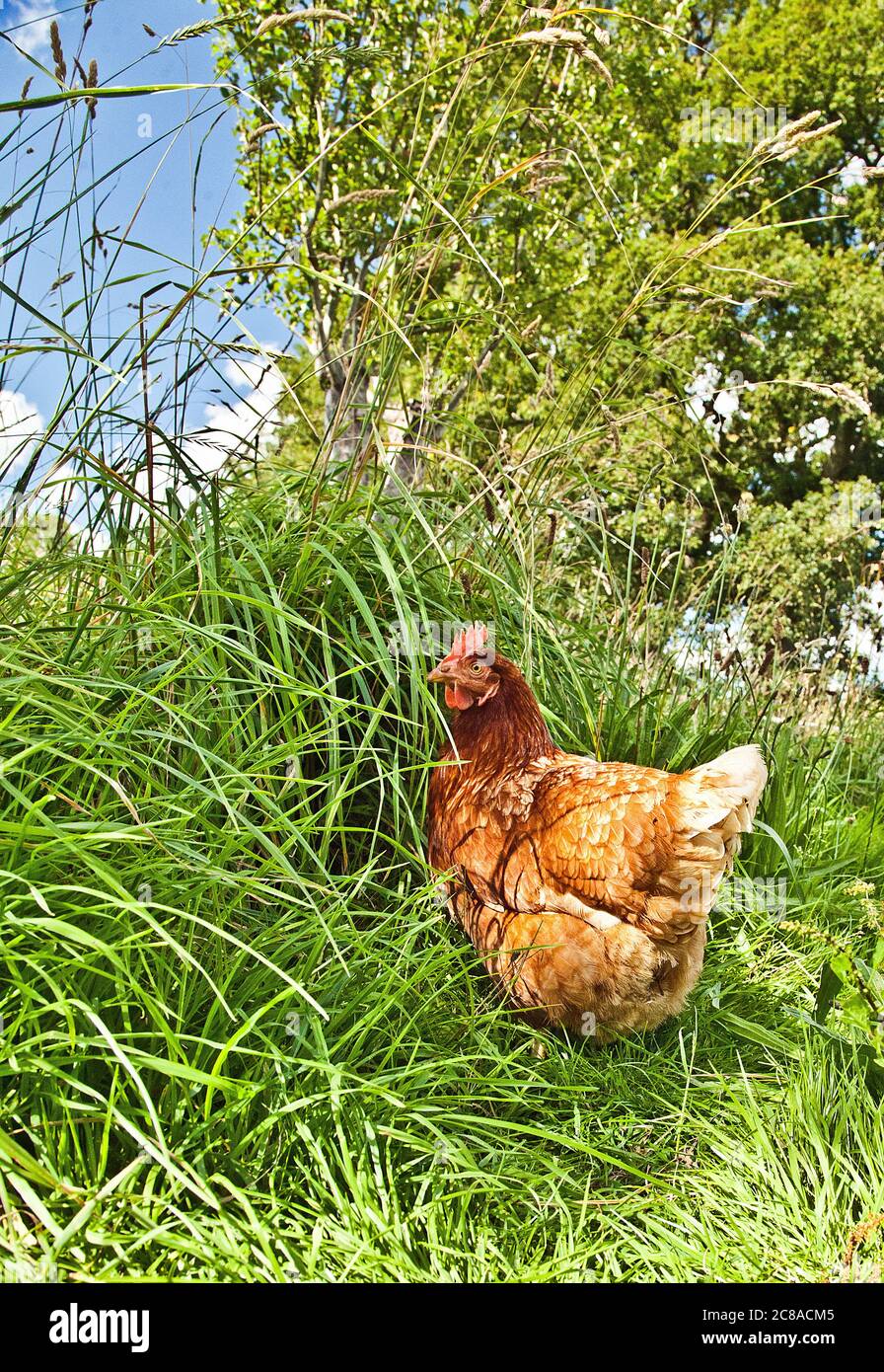 Chicken in an orchard Stock Photo Alamy