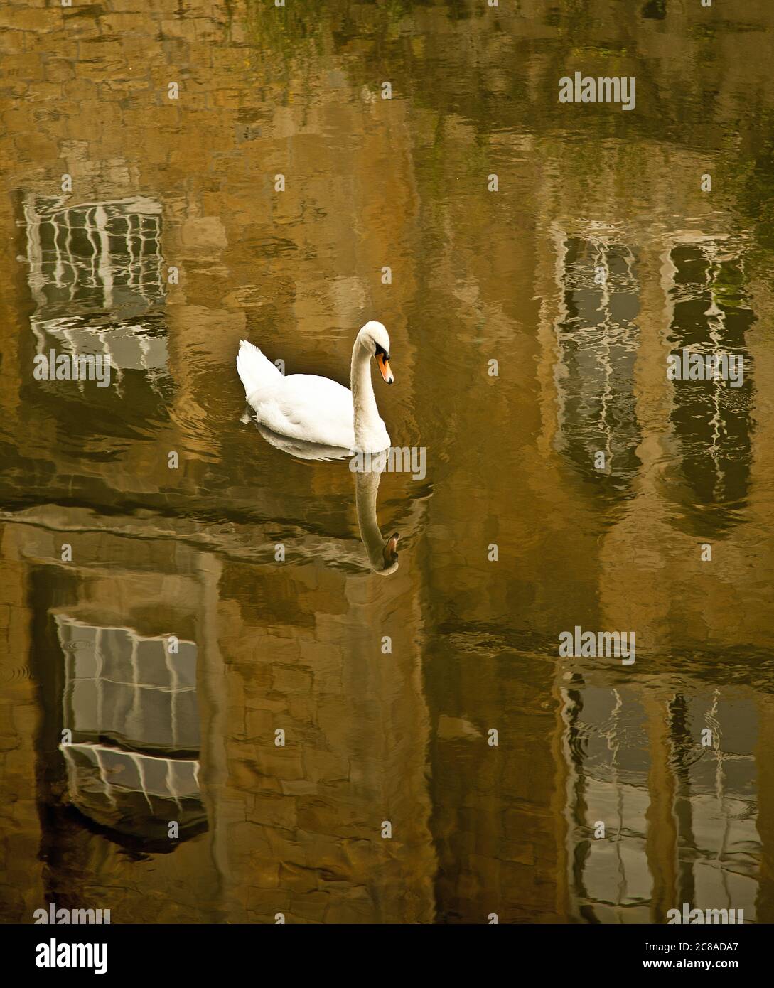 Swan on the River Avon Stock Photo Alamy