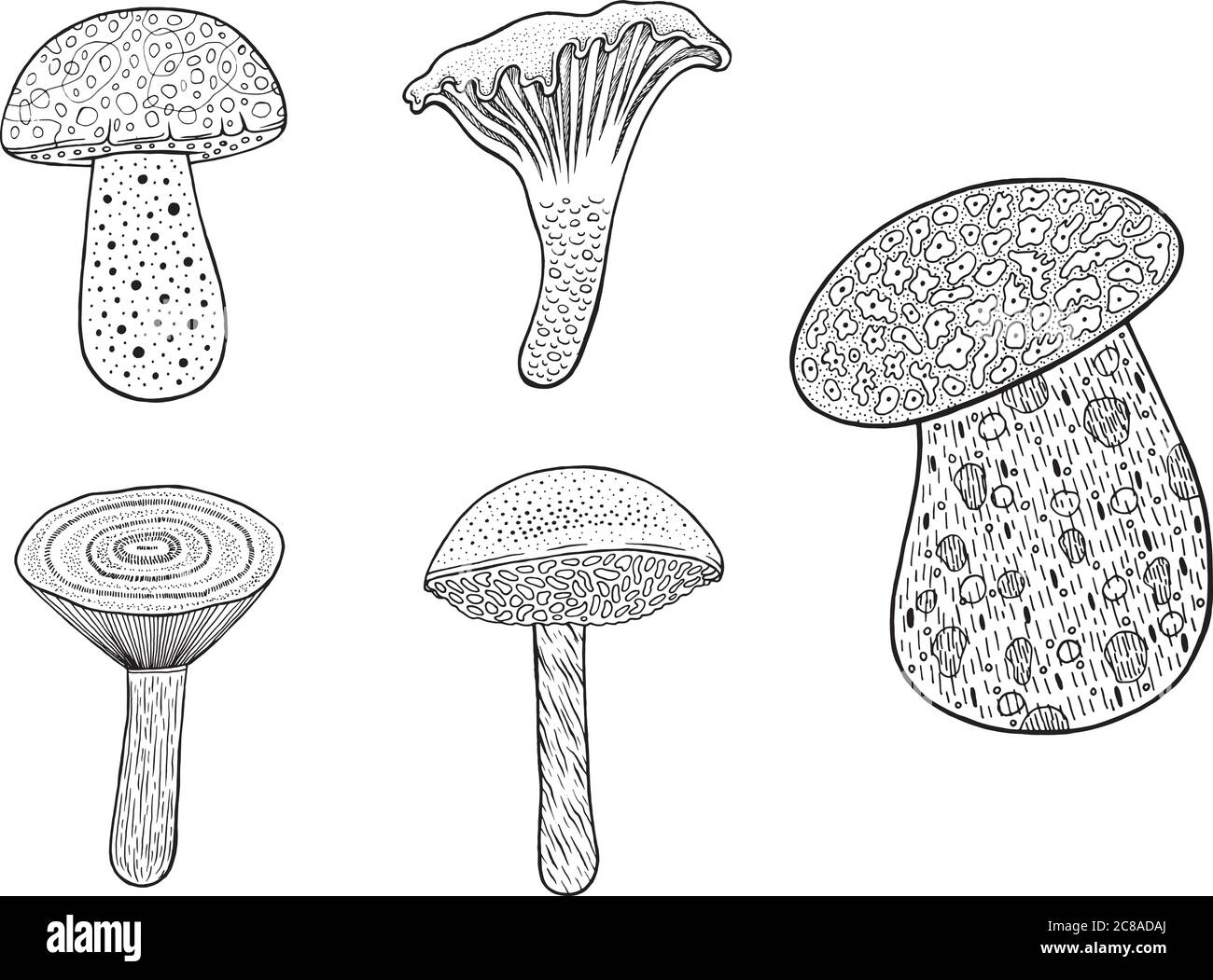 Porcini edible mushroom. Doodle cartoon coloring page for adults