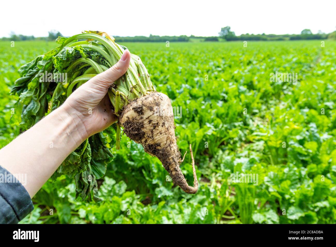 Closeup of a sugar beet pulled out of the ground at a sugar beet farm