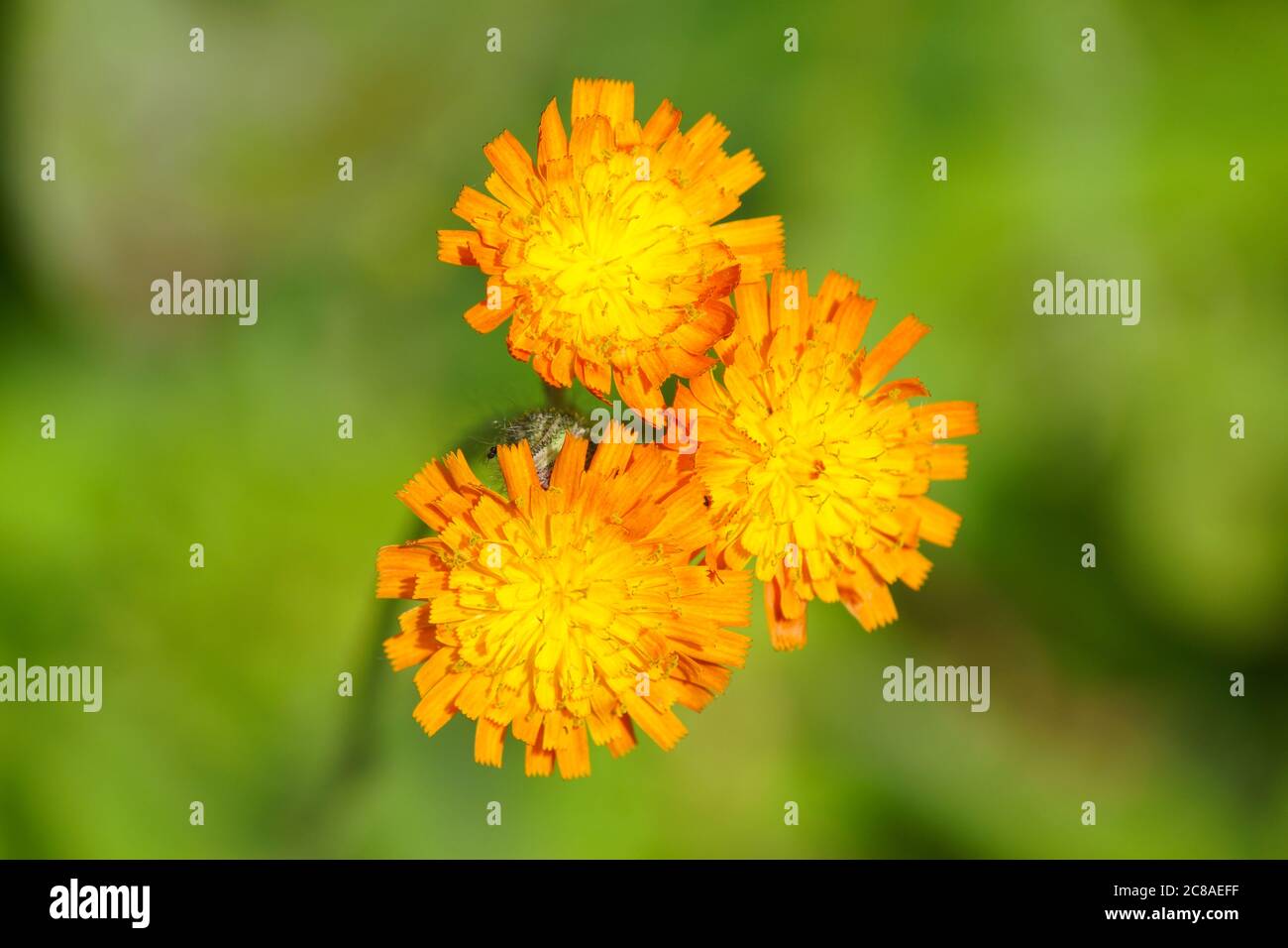 Orange hawkweed (Pilosella aurantiaca) also known as fox-and-cubs, an orange wild flower native to central and southern Europe. Similar to dandelion. Stock Photo