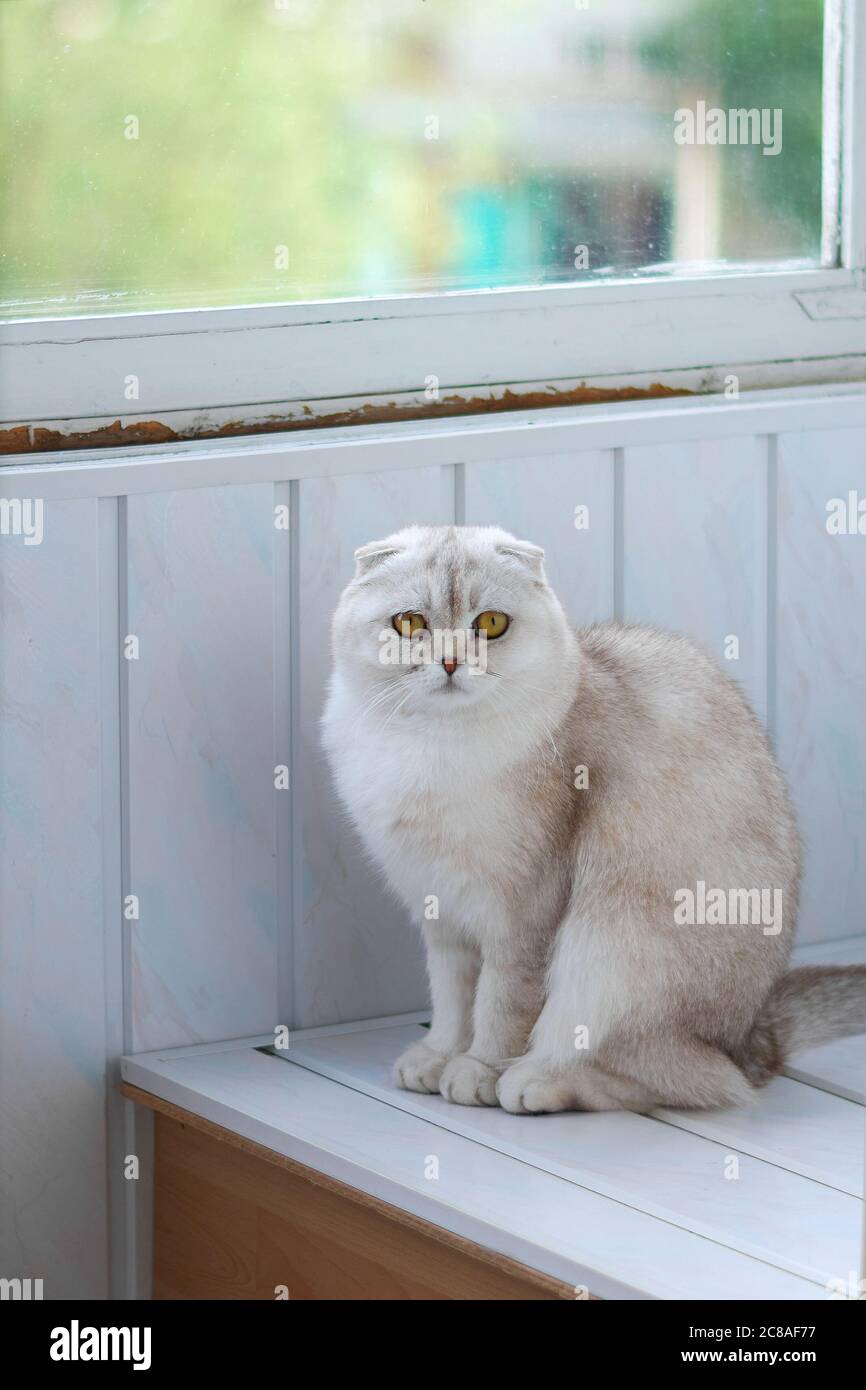 Scottish lop-eared cat on the window Stock Photo