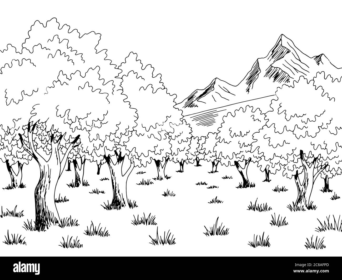 Olive grove graphic black white landscape sketch illustration vector