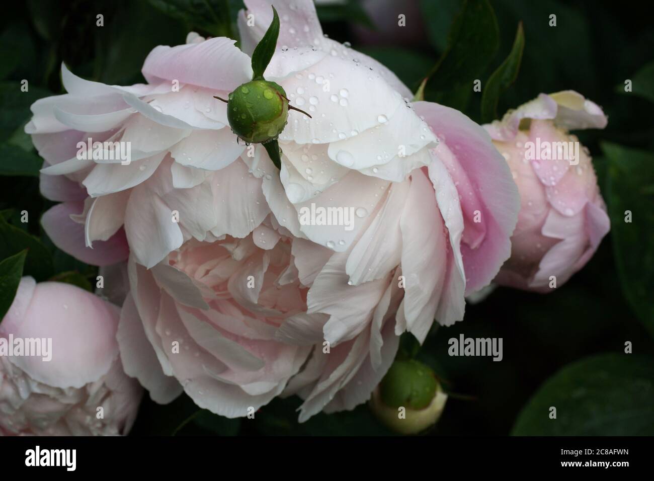 Double pink peony 'Mrs. Franklin D. Roosevelt close-up. Raindrops on the petals. Stock Photo