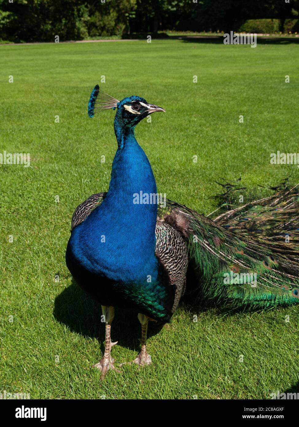 Colorful peacock in the park Stock Photo - Alamy