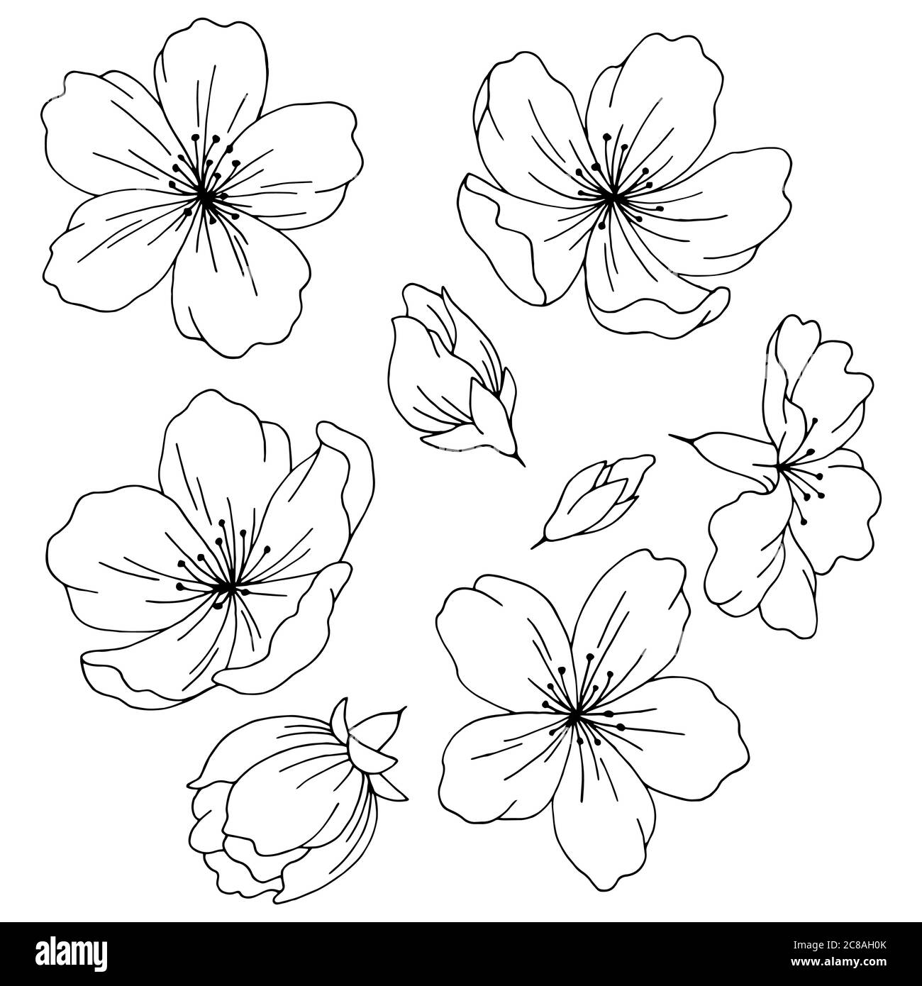 Sakura graphic flower black white isolated sketch set illustration vector Stock Vector