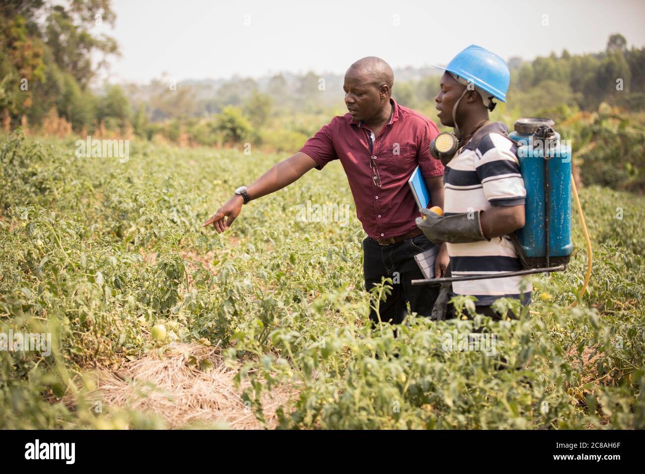 An agricultural extension worker offers advice to a tomato farmer in his field in Rakai District, Uganda, East Africa. Stock Photo