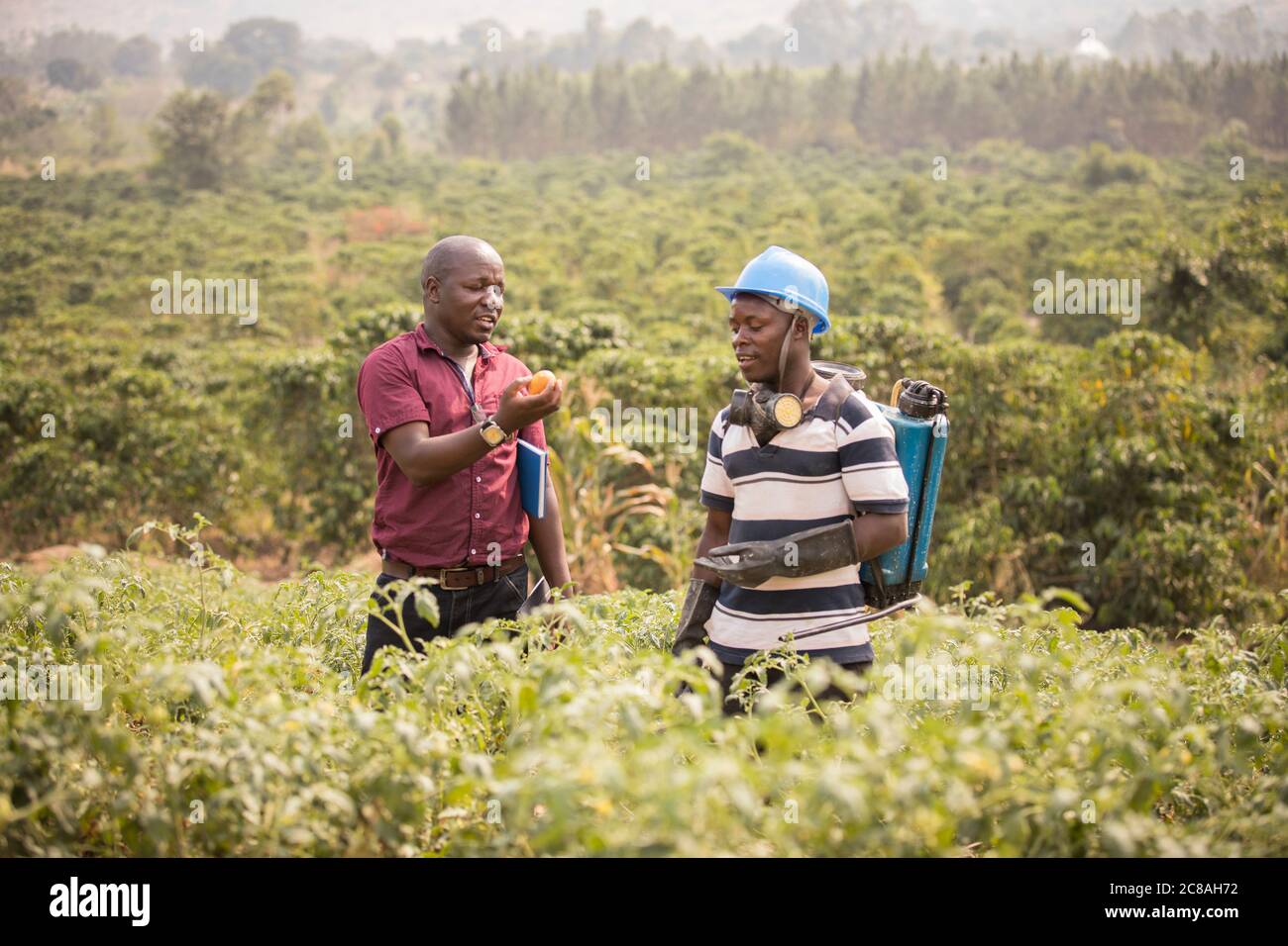 An agricultural extension worker offers advice to a tomato farmer in