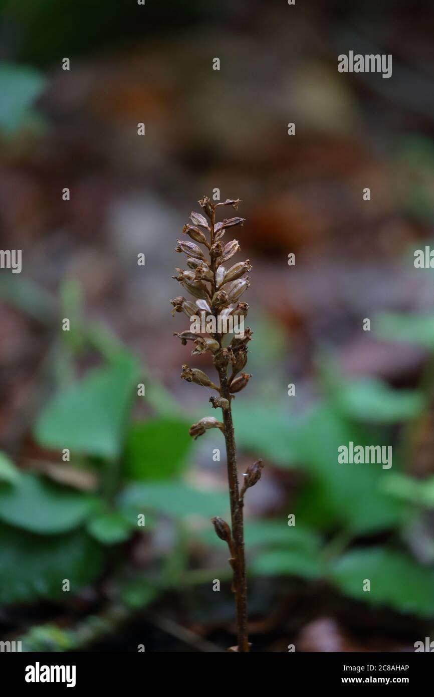 Sickly looking Birds-nest Orchid Stock Photo