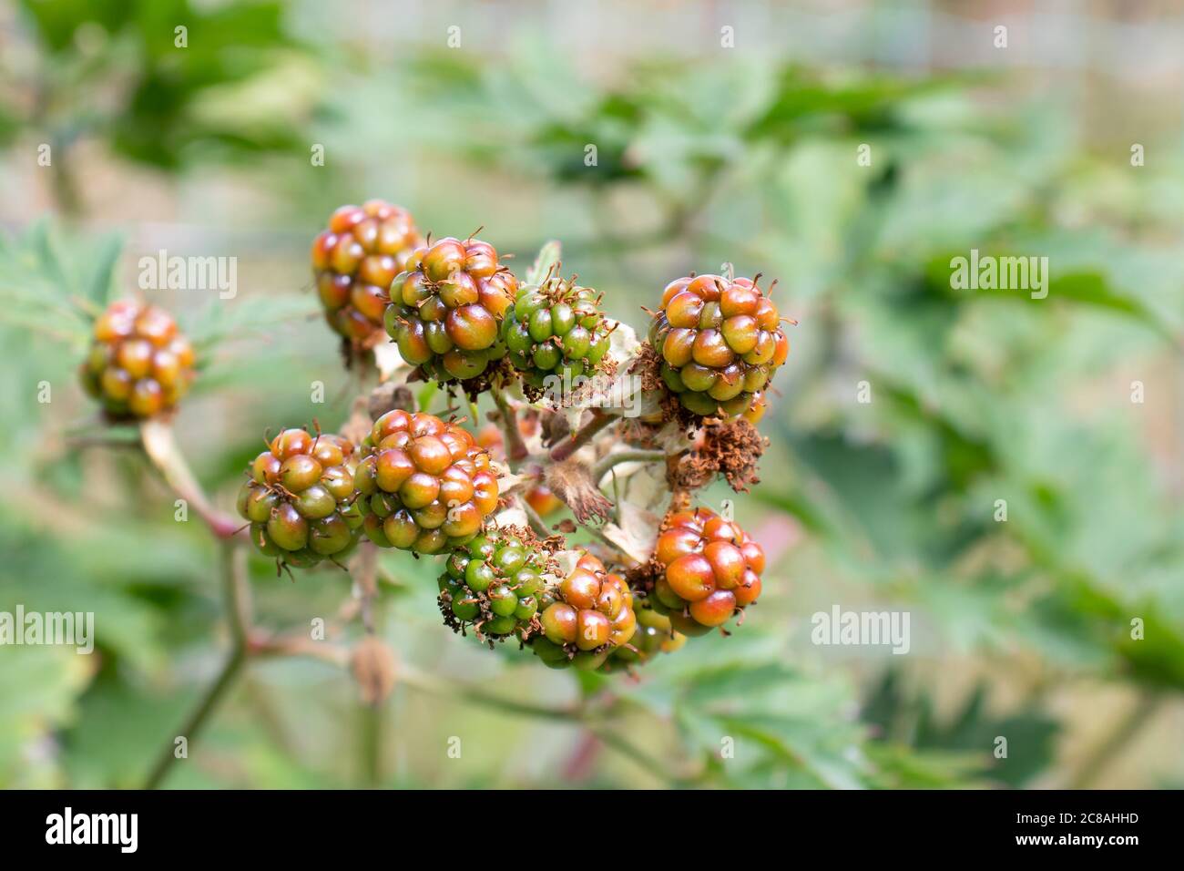 Branch with unripe blackberry in the summer garden, close-up Stock Photo