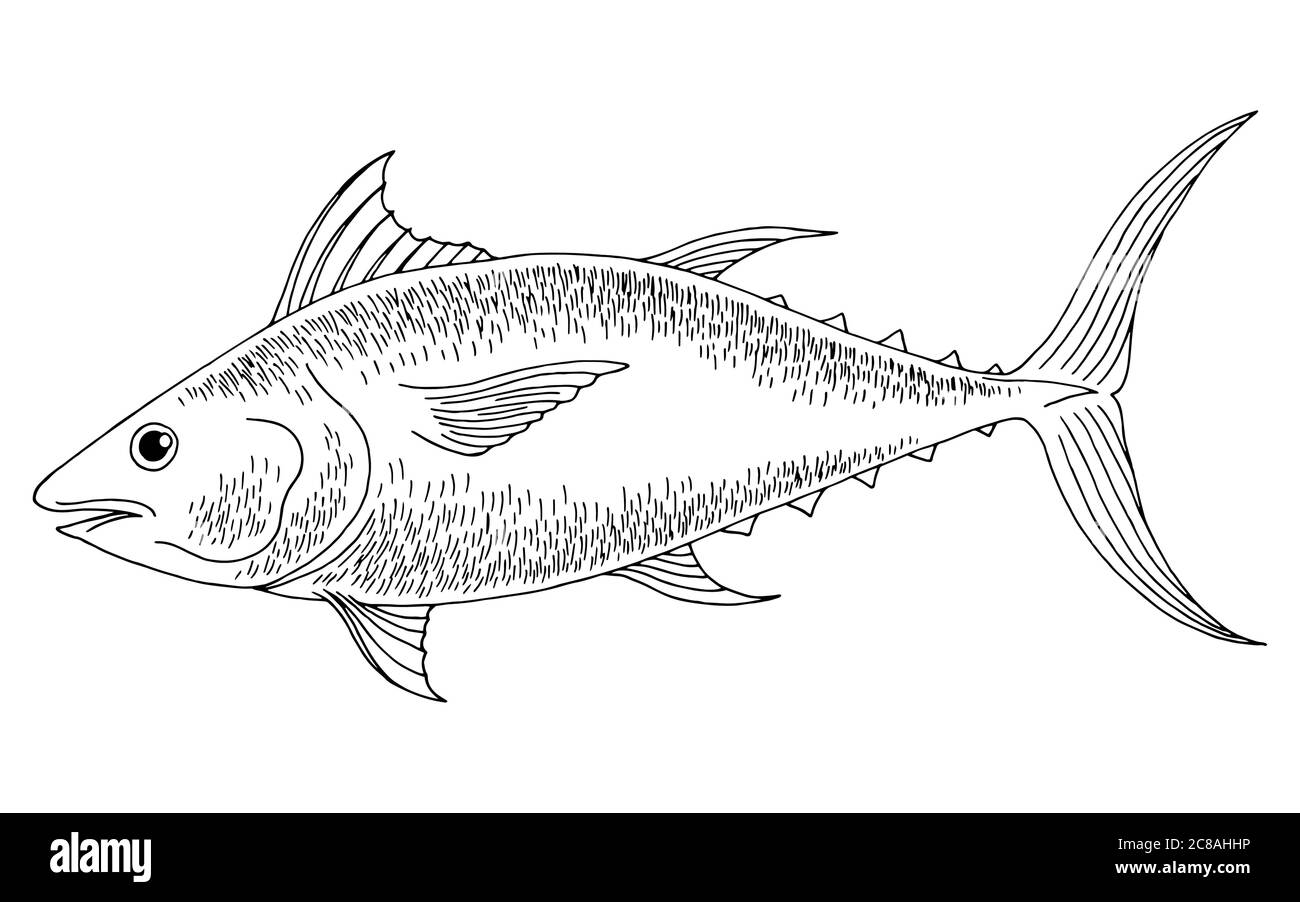 Tuna fish graphic black white isolated illustration vector Stock Vector