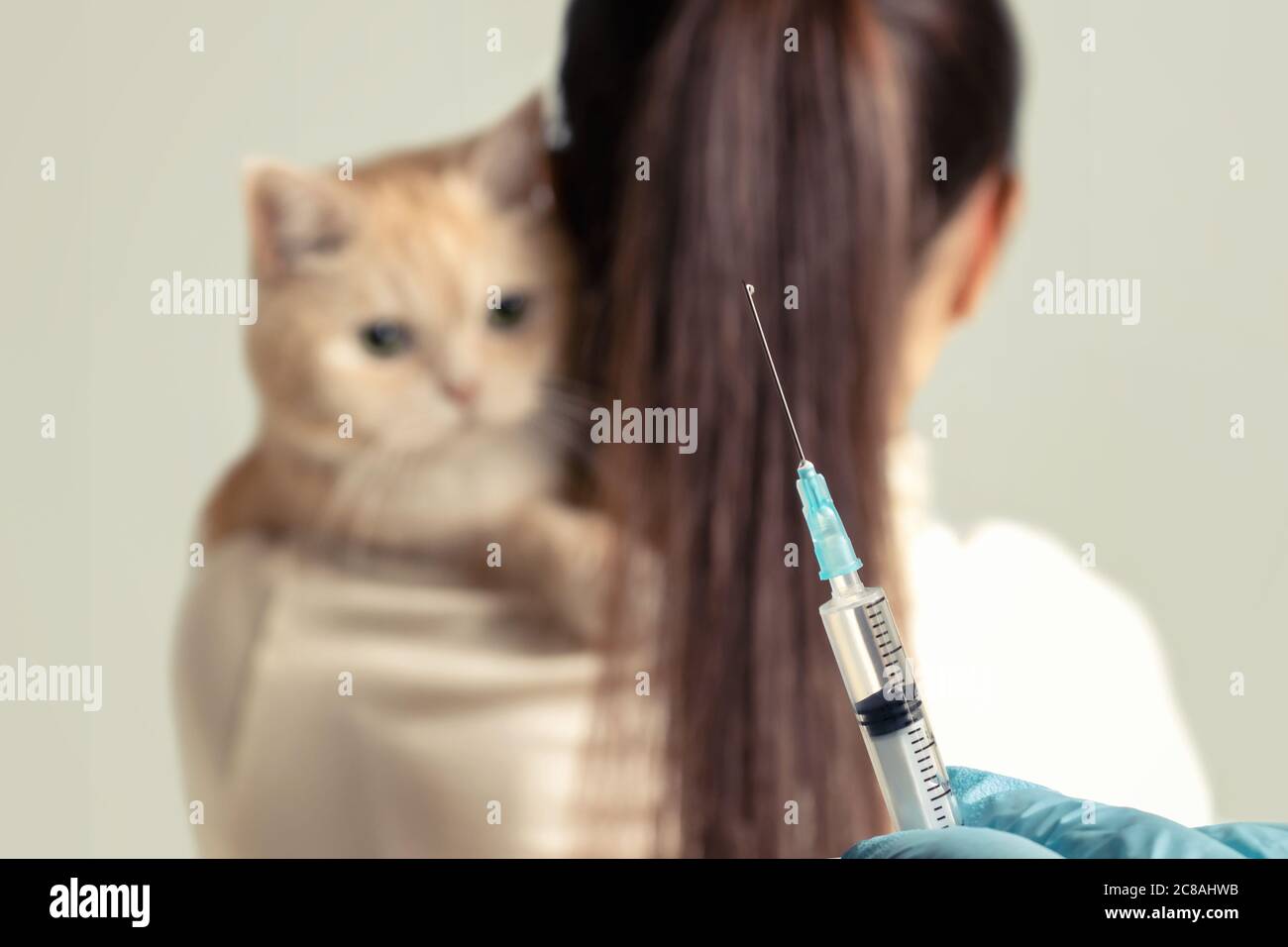 A young girl with a cute cream cat at the vet is preparing to be vaccinated Stock Photo