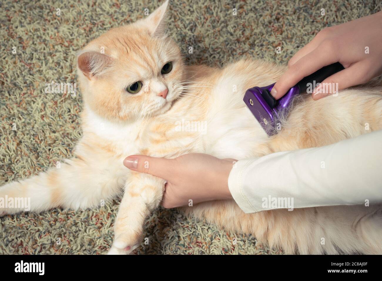 Furminator combing a cute creamy British cat. Pet care, grooming
