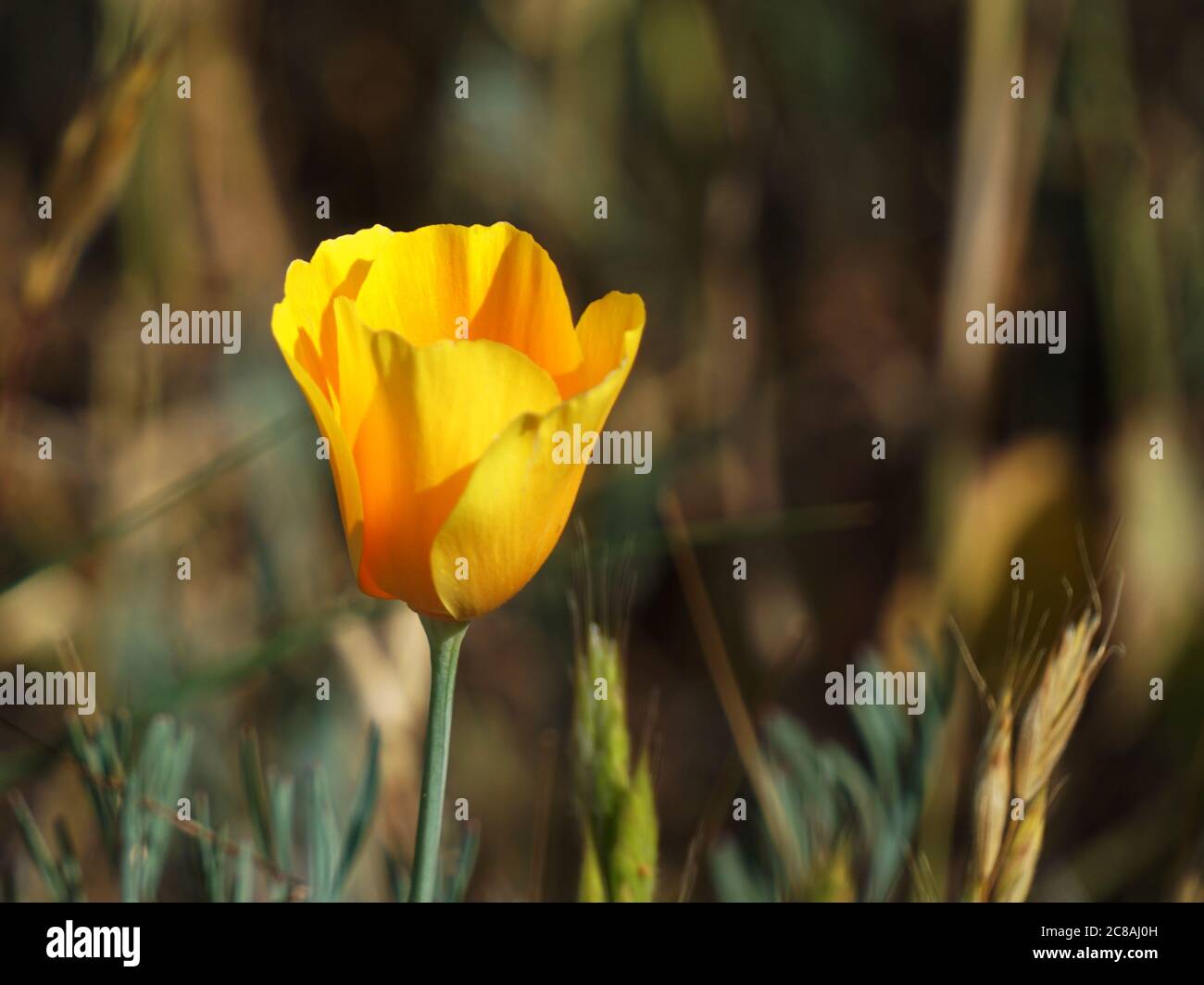 Short depth of field photo of an orange California blossom. Stock Photo