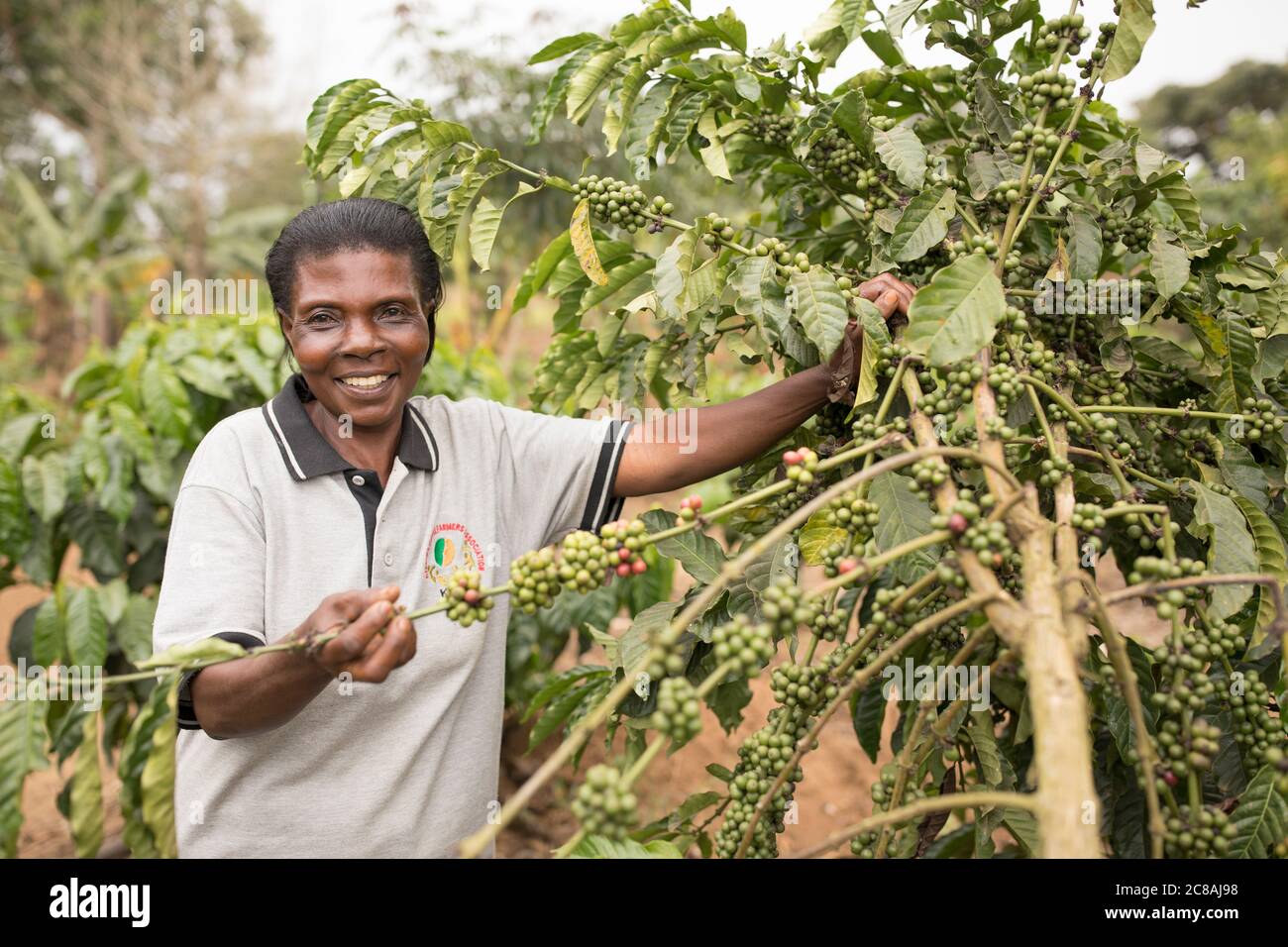 A commercial coffee farmer examines a coffee tree full of coffee