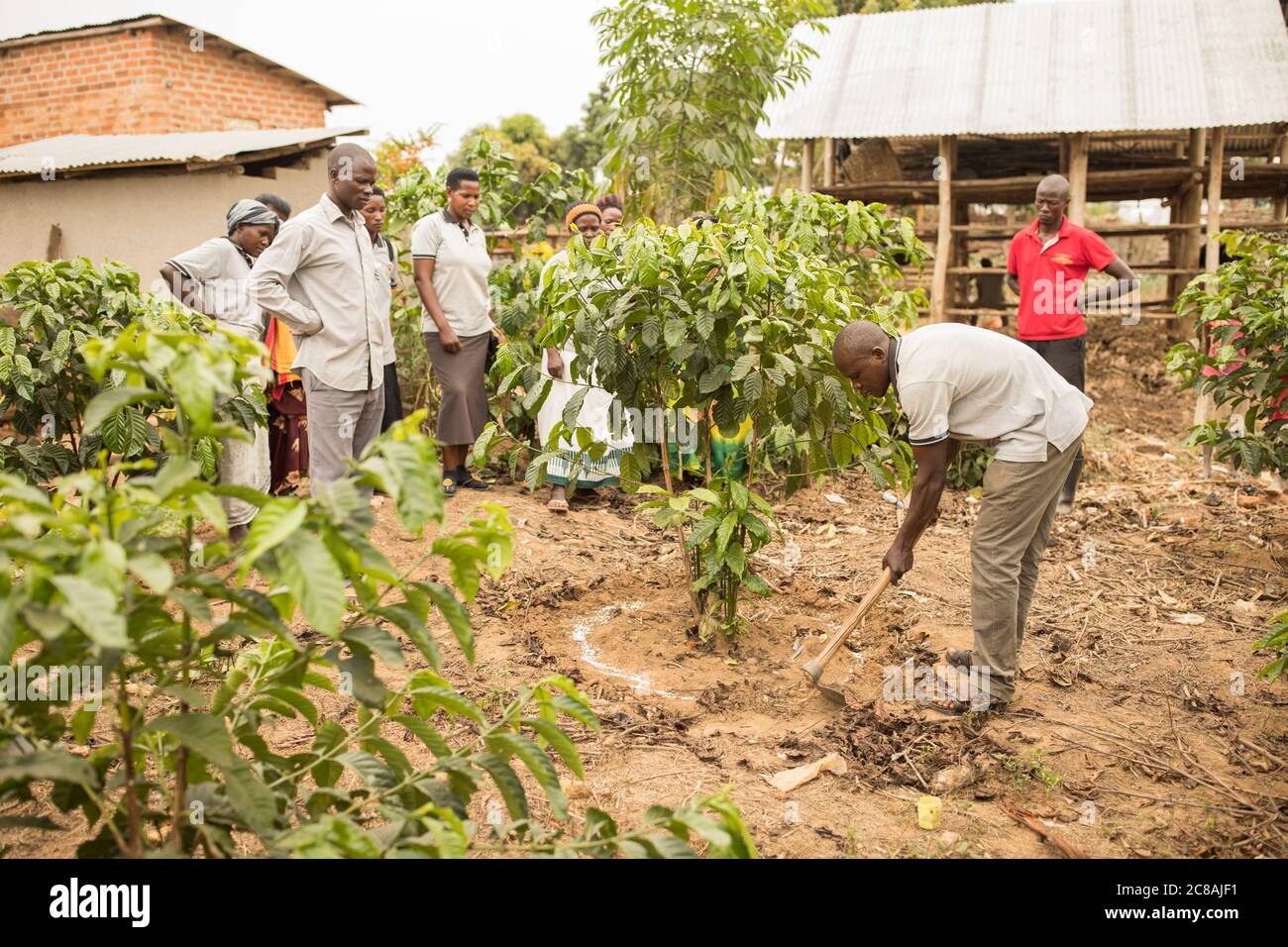 Uganda coffee farmers hires stock photography and images Alamy