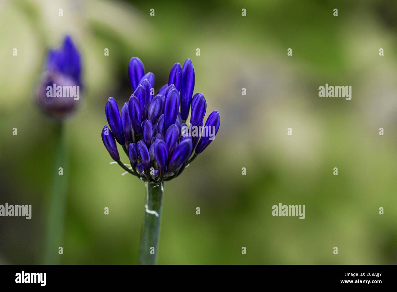 Agapanthus flower buds opening up. Stock Photo