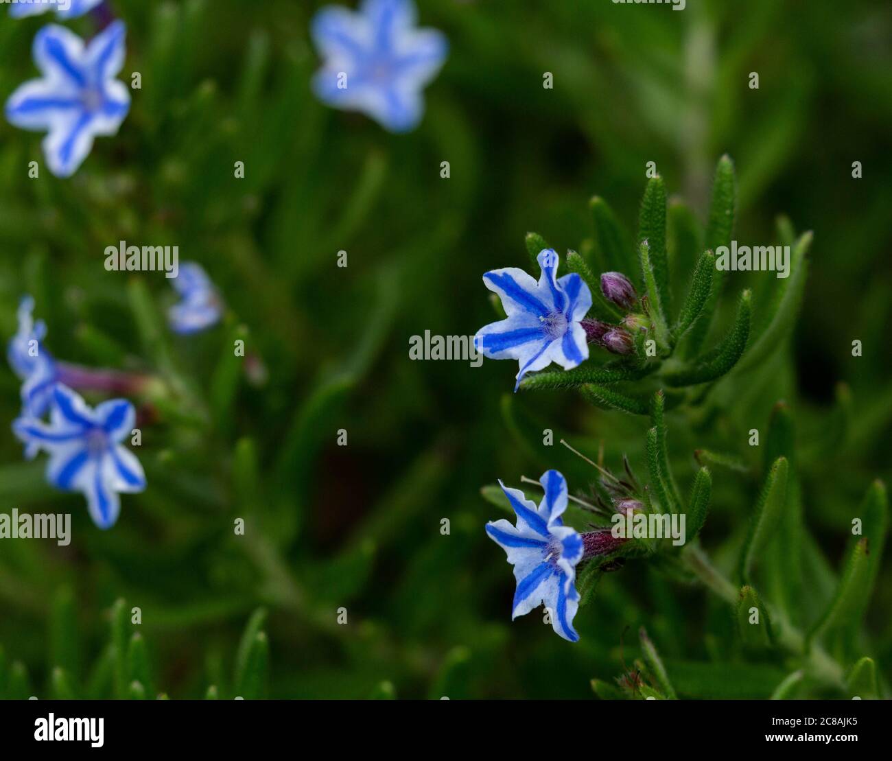 Lithodora Diffusa Blue Star in flower. Stock Photo