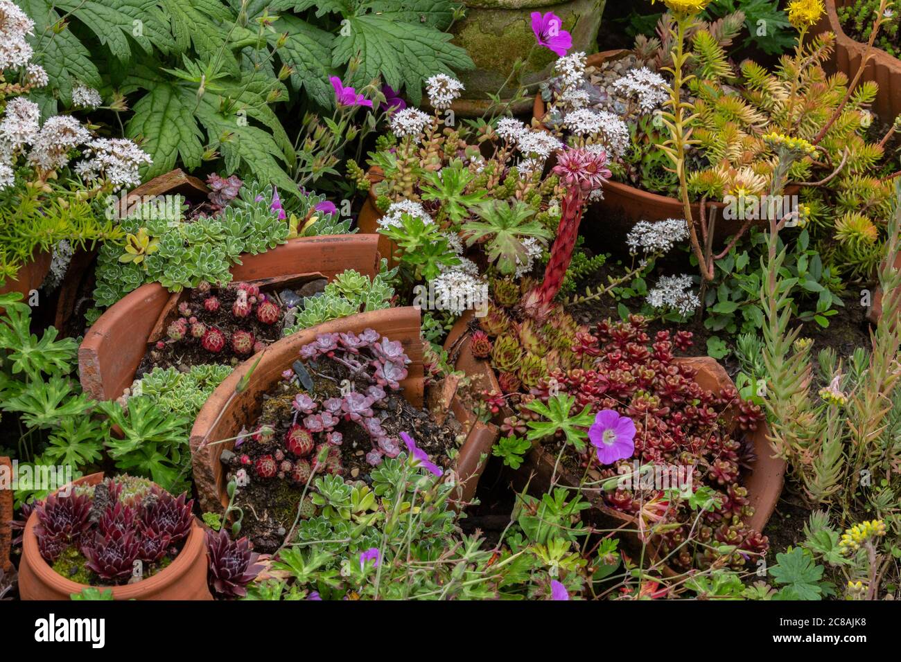Mixed succulent plants growing amongst clay pots in a garden border. Stock Photo