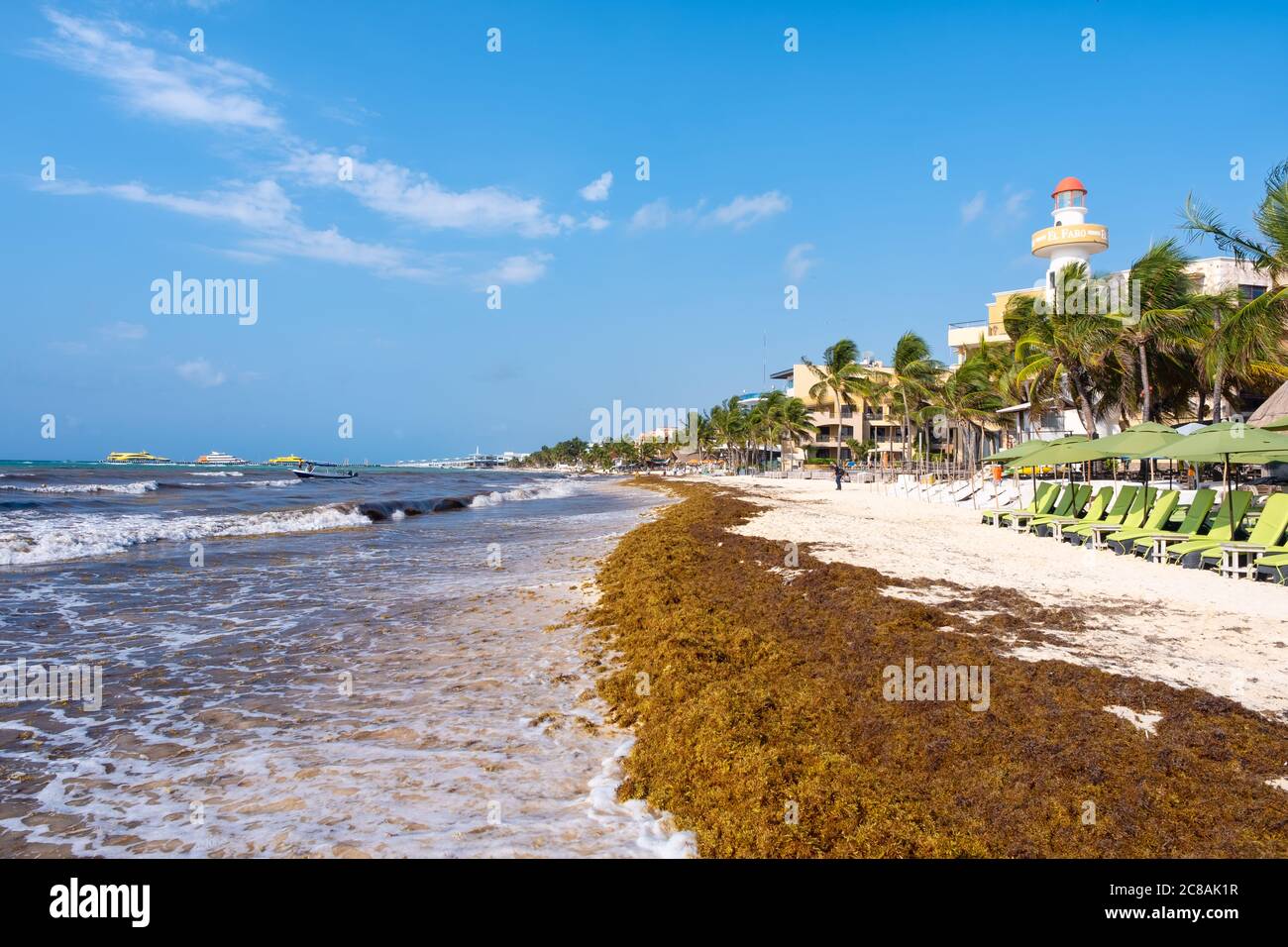 The beach at Playa del Carmen in Mexico invaded by Sargassum seaweed Stock  Photo - Alamy