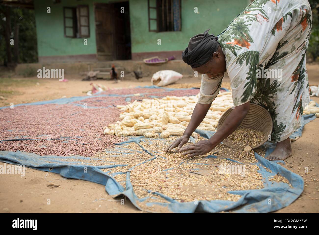 A woman African smallholder farmer winnows and dries her maize and bean