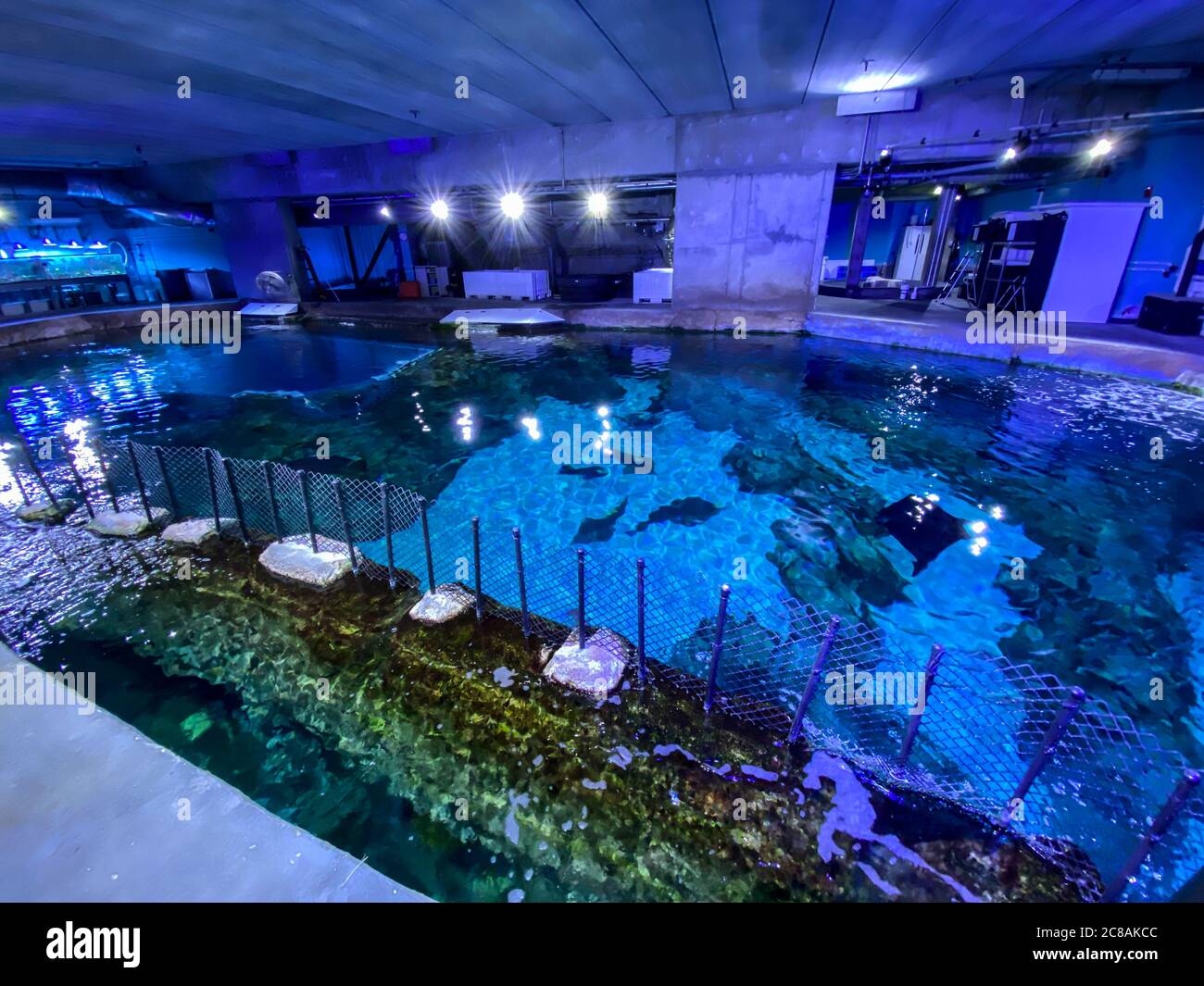 Orlando,FL/USA 1/17/20 The behind the scenes look at the manta ray