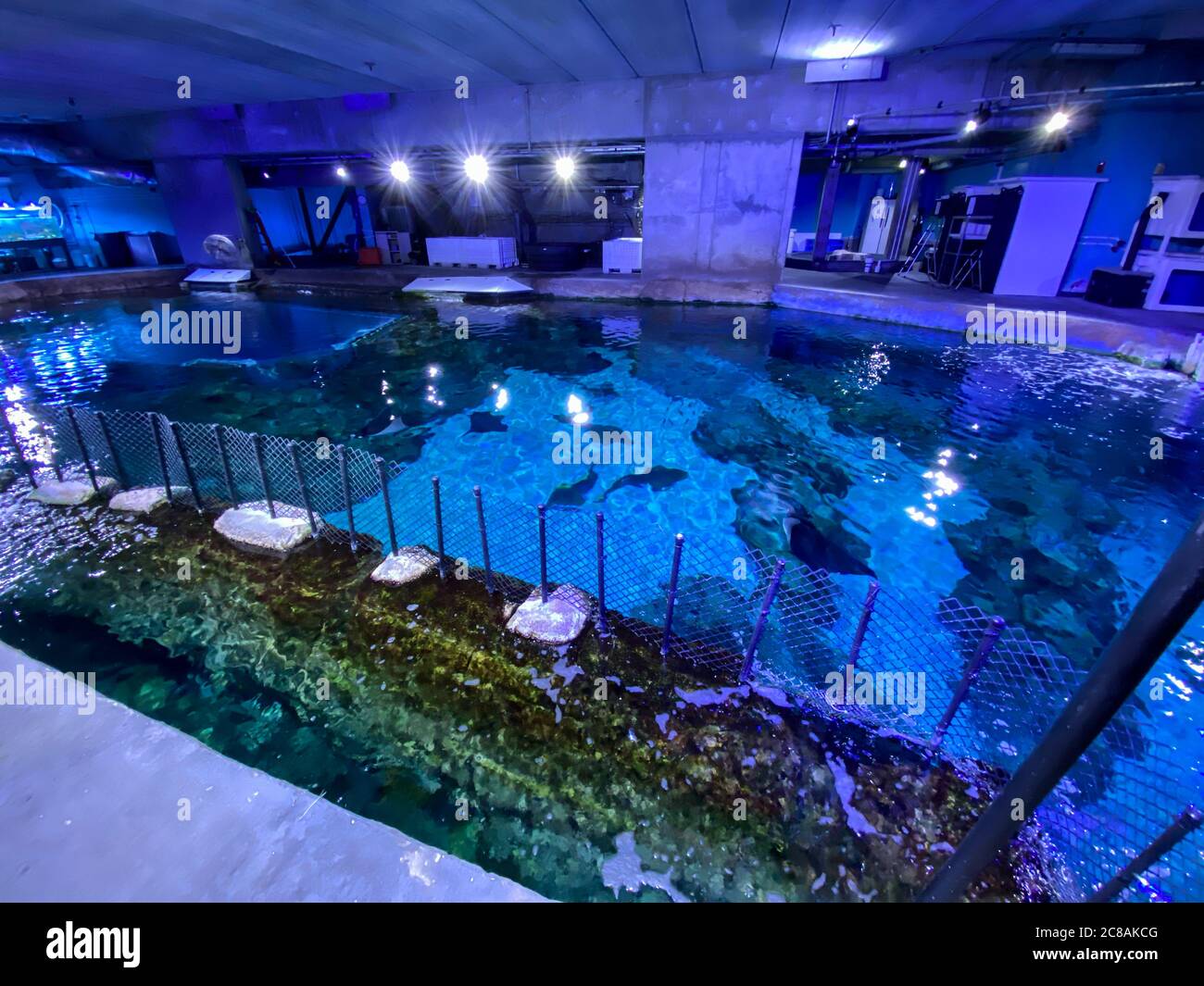 Orlando,FL/USA 1/17/20 The behind the scenes look at the manta ray