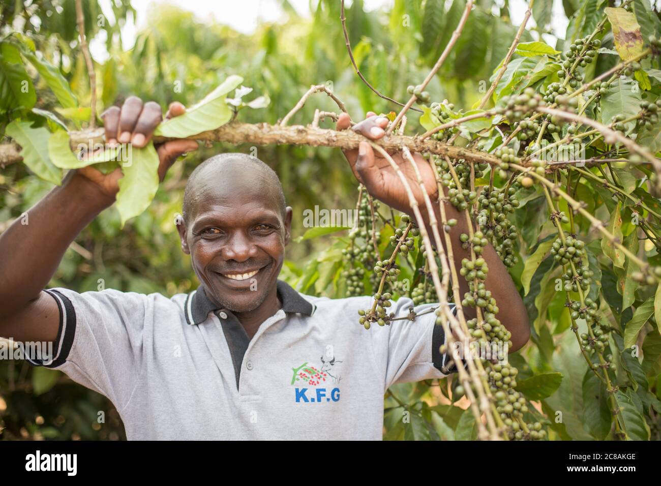 A commercial coffee farmer examines a coffee tree full of coffee