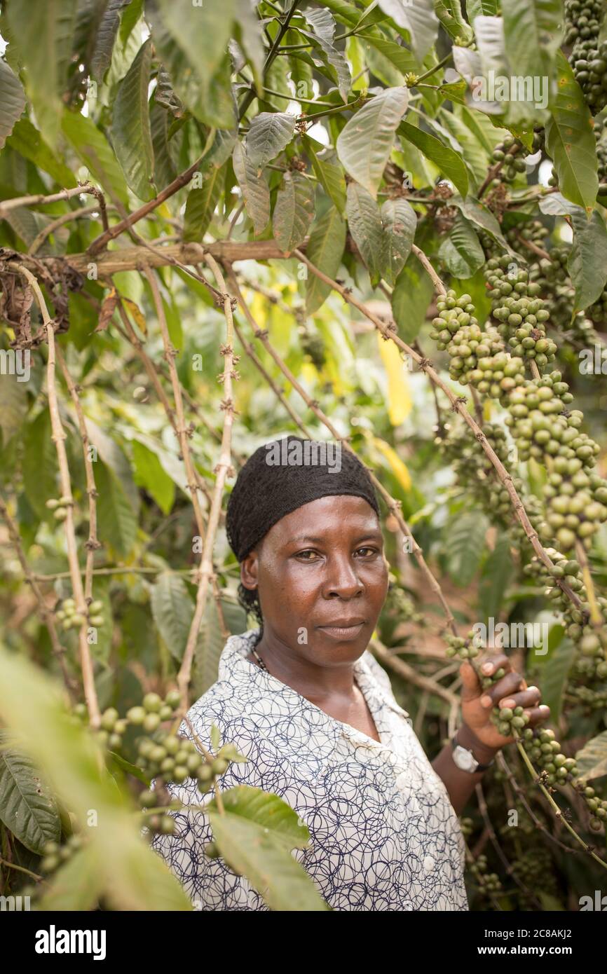 A commercial coffee farmer examines a coffee tree full of coffee