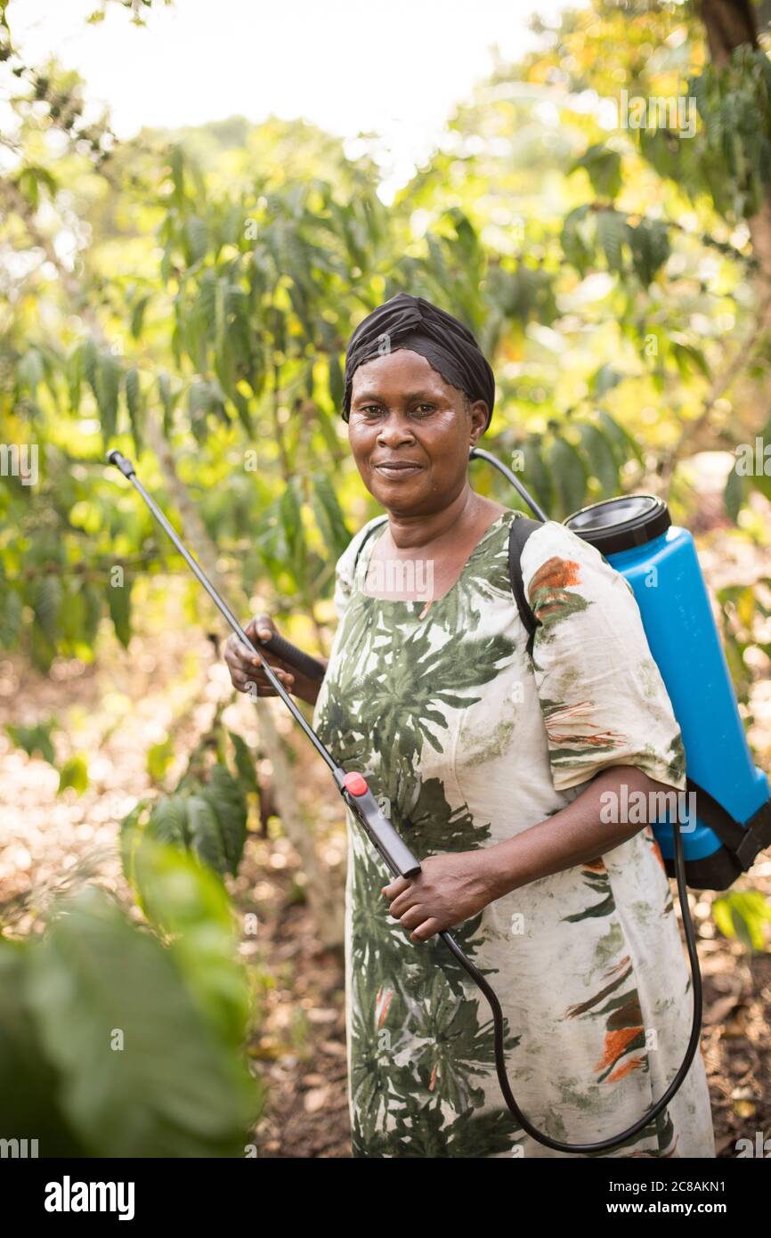 An African woman smallholder farmer sprays her coffee crop with liquid pesticide on her farm in Kyotera District, Uganda, East Africa. Stock Photo