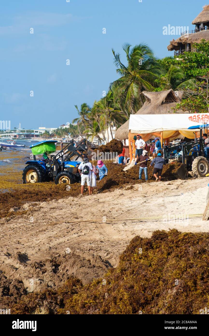 The battle against sargassum seaweed continues in Playa del Carmen as local workers try to clean the beach Stock Photo