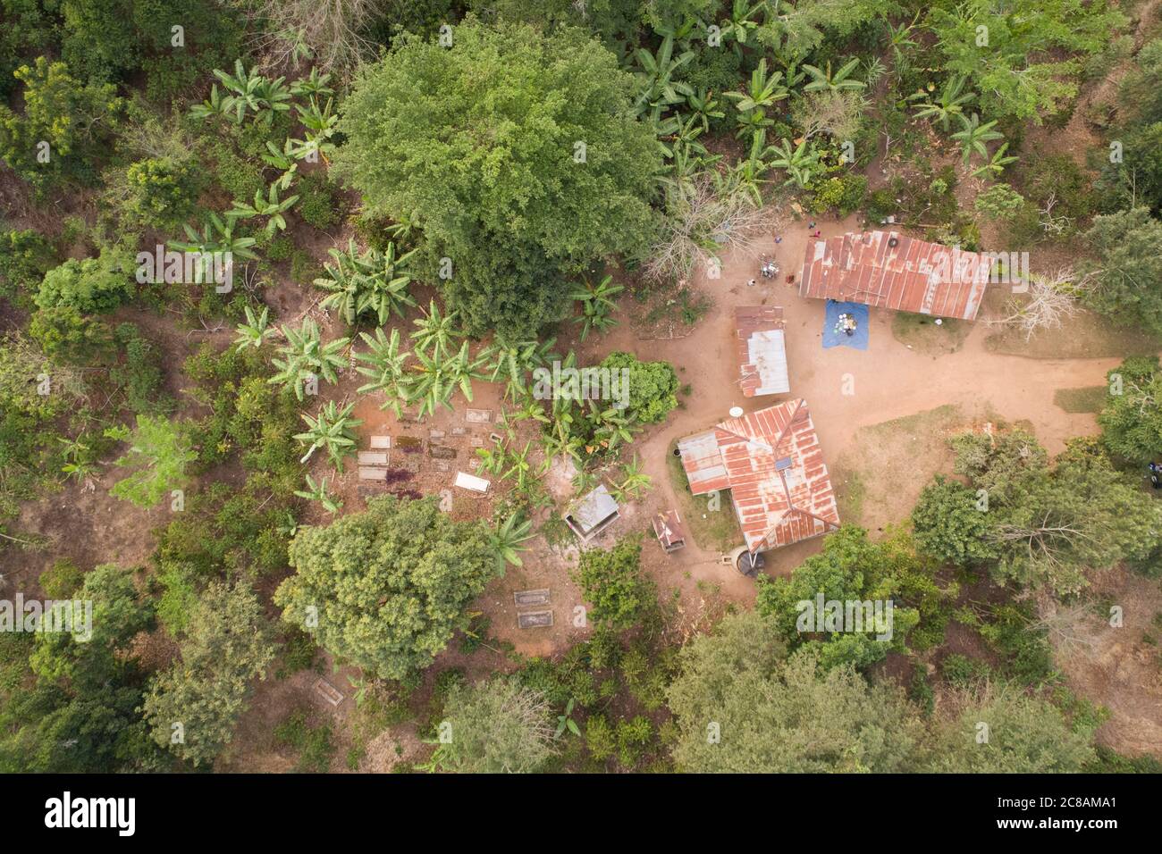 Bird's eye view of a forested family compound with banana trees in Kyotera District, Uganda