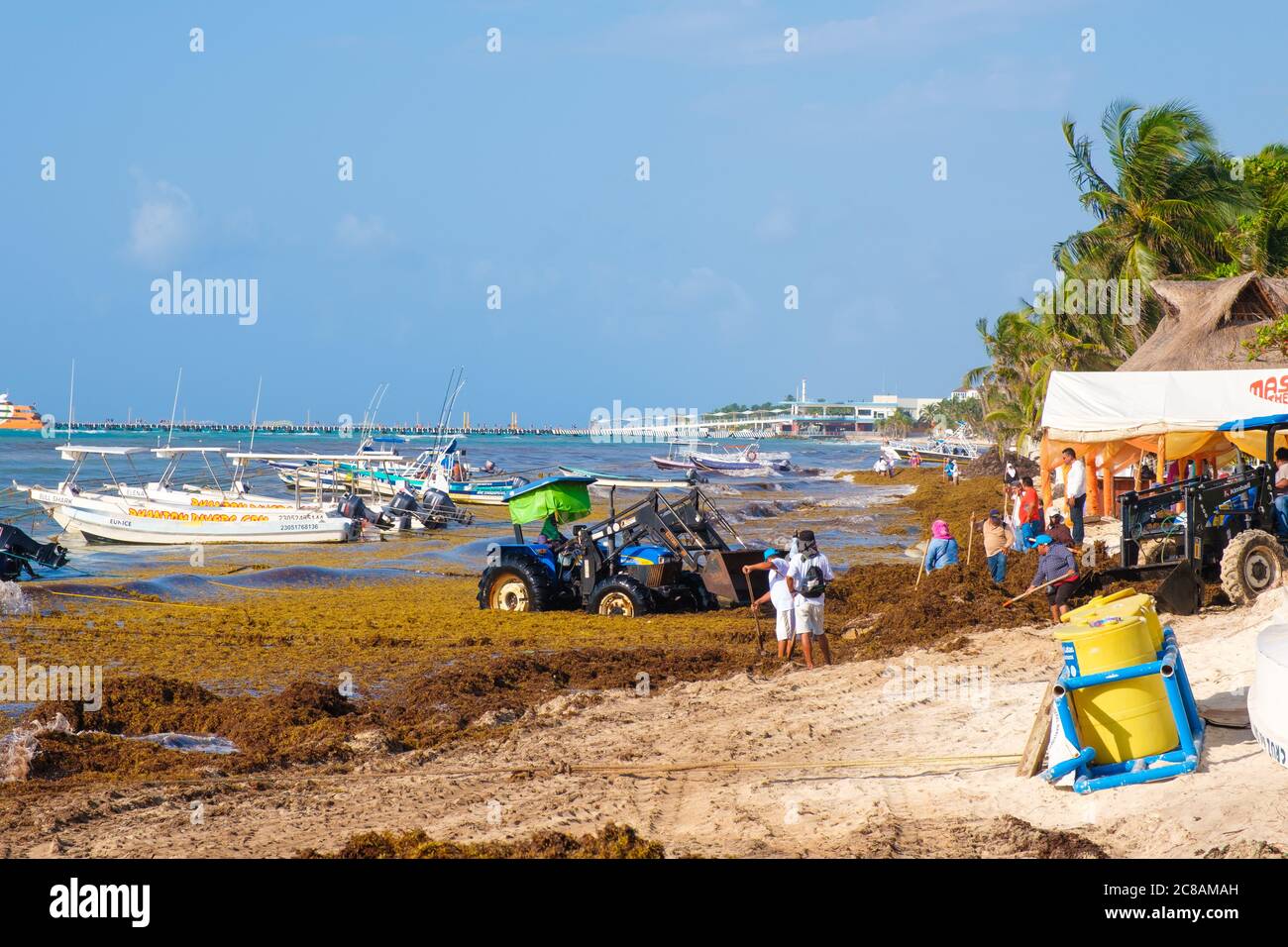 The battle against sargassum seaweed continues in Playa del Carmen as local workers try to clean the beach Stock Photo